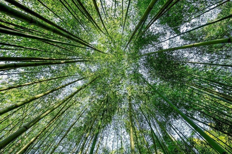 planter du bambou