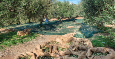 vente oliviers