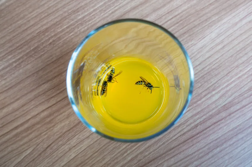 comment faire un piège à guêpes